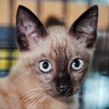 Danish -  Siamese Cat for Adoption in Los Angeles, California - Danish | PetCurious