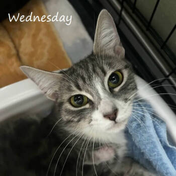 Rescue Domestic Short Hair Cats for Adoption in Yucaipa, California - Wednesday | PetCurious