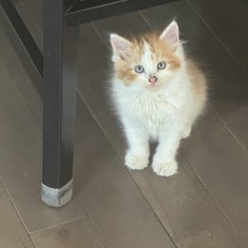 Rescue Domestic Short Hair Cats for Adoption in Buffalo, Minnesota - Moon | PetCurious