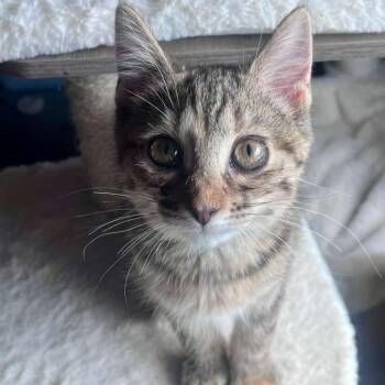 Squirrel -  Siamese Cat for Adoption in Winchester, Virginia - Squirrel | PetCurious