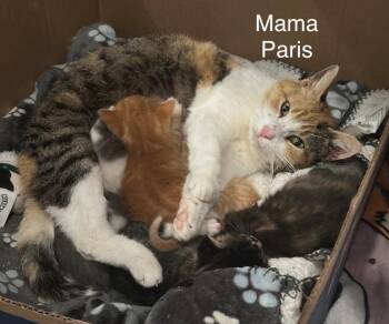 Paris -  Calico Cat for Adoption in Trenton, New Jersey - Paris | PetCurious