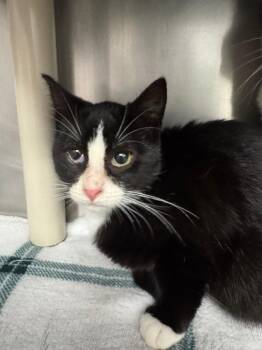 Domestic Short Hair Cats Available for Adoption - Bounty | PetCurious