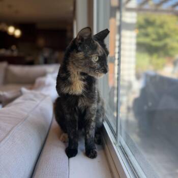 Romy (playful / loving / curious) -  Tortoiseshell and Domestic Short Hair Cat for Adoption in San Jose, California - Romy (playful / Loving / Curious) | PetCurious