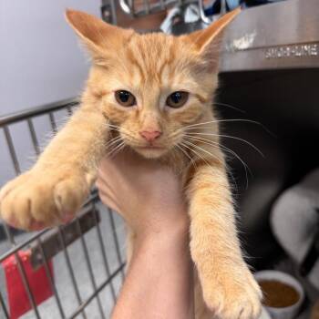 Myrtle -  Domestic Short Hair Cat for Adoption in Port Charlotte, Florida - Myrtle | PetCurious