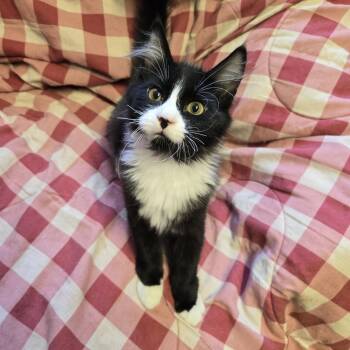 Figaro -  Domestic Long Hair Cat for Adoption in Layton, Utah - Figaro | PetCurious