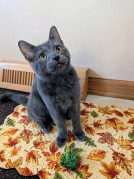 PEPPER -  Domestic Short Hair Cat for Adoption in Chicago Ridge, Illinois - PEPPER | PetCurious