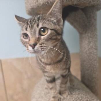Buttons -  Domestic Short Hair Cat for Adoption in Hattiesburg, Mississippi - Buttons | PetCurious