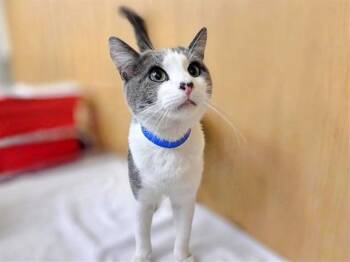 BISCUITS -  Domestic Short Hair Cat for Adoption in Brentwood, Missouri - BISCUITS | PetCurious