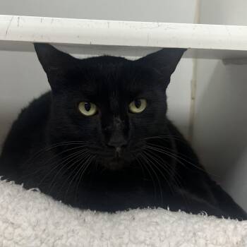 Sirius -  Domestic Short Hair Cat for Adoption in Reisterstown, Maryland - Sirius | PetCurious
