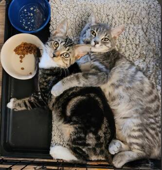Daisy and Poppy (Bonded Pair) -  Domestic Short Hair Cat for Adoption in Pasco, Washington - Daisy And Poppy (Bonded Pair) | PetCurious