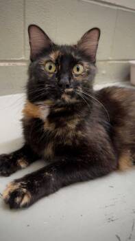 Zelda -  Domestic Medium Hair Cat for Adoption in Hayward, Wisconsin - Zelda | PetCurious
