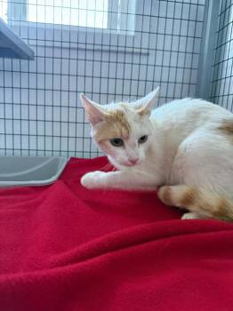 Samuel -  Domestic Short Hair Cat for Adoption in Brookings, Oregon - Samuel | PetCurious