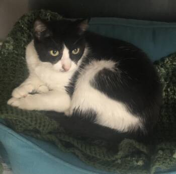 Rescue Domestic Short Hair Cats for Adoption in Parma, Ohio - Sue | PetCurious