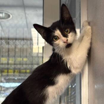Flakes -  Domestic Short Hair Cat for Adoption in San Antonio, Texas - Flakes | PetCurious