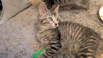 Charlie -  Tabby Cat for Adoption in Everettville, West Virginia - Charlie | PetCurious