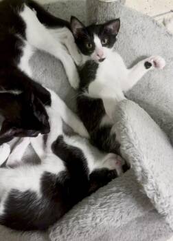 Max, Mason and Marley -  Tuxedo and Domestic Short Hair Cat for Adoption in Miami, Florida - Max, Mason And Marley | PetCurious
