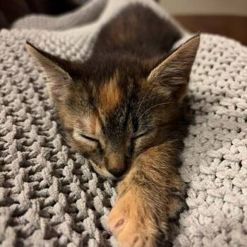Cerenia -  Domestic Short Hair Cat for Adoption in Houston, Texas - Cerenia | PetCurious