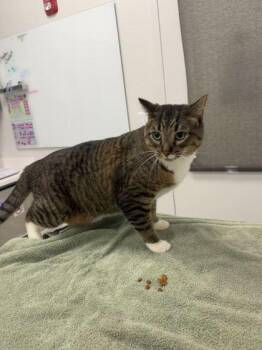 Smokey -  Domestic Medium Hair Cat for Adoption in Kansas City, Missouri - Smokey | PetCurious
