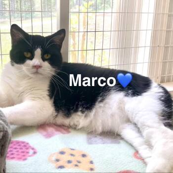 Manx Cats Available for Adoption in Peachtree City, Georgia - Marco | PetCurious