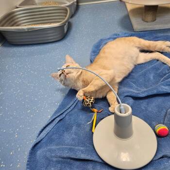 Hickory -  Domestic Short Hair Cat for Adoption in Watertown, New York - Hickory | PetCurious
