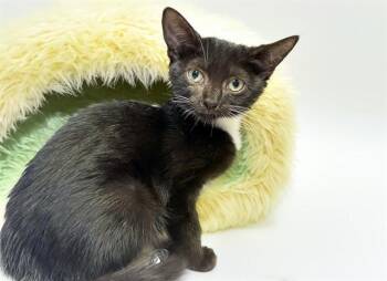 BROWNIE -  Domestic Short Hair Cat for Adoption in Fort Lauderdale, Florida - BROWNIE | PetCurious