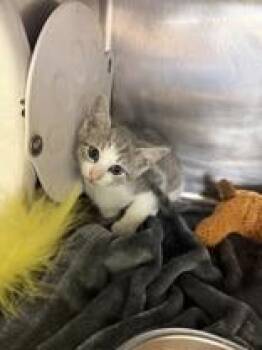 Dinx -  Domestic Short Hair Cat for Adoption in Lafayette, Indiana - Dinx | PetCurious