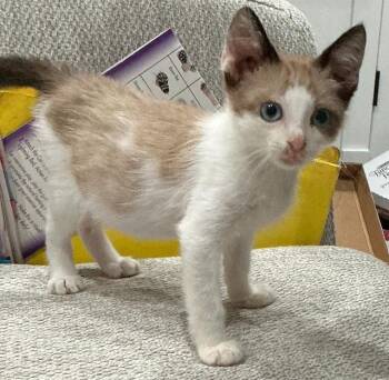 Hoki -  Snowshoe and Domestic Short Hair Cat for Adoption in New Braunfels, Texas - Hoki | PetCurious
