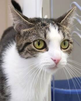 Coco -  Domestic Short Hair Cat for Adoption in Fishers, Indiana - Coco | PetCurious