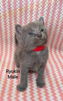 Ryukin -  Russian Blue and Domestic Short Hair Cat Available for Adoption in Clarksville, Tennessee - Ryukin | PetCurious
