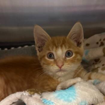 Frankie Stein -  Domestic Short Hair Cat for Adoption in York, Pennsylvania - Frankie Stein | PetCurious