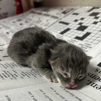 Fruity Pebbles -  Domestic Short Hair Cat for Adoption in Yuma, Arizona - Fruity Pebbles | PetCurious