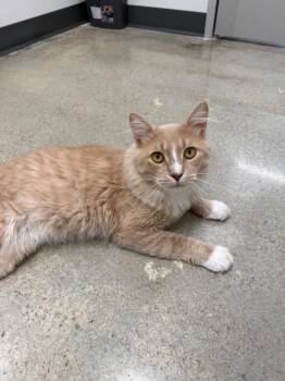 Goose -  Domestic Short Hair Cat for Adoption in Irmo, South Carolina - Goose | PetCurious