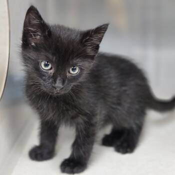 Rescue Domestic Short Hair Cats for Adoption in Lexington, South Carolina - Mars | PetCurious