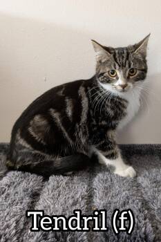 Rescue Domestic Short Hair Cats for Adoption in Chilliwack, British Columbia - Pre-Adoption: Tendril | PetCurious