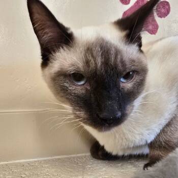 Rescue Domestic Short Hair Cats for Adoption in Wickenburg, Arizona - Marcus | PetCurious