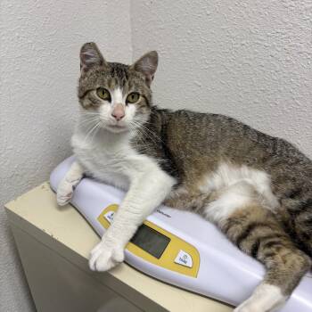 Andres -  Domestic Short Hair Cat for Adoption in Charles City, Iowa - Andres | PetCurious