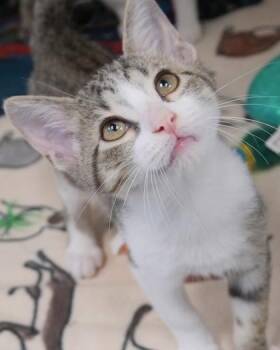 U-Turn -  Domestic Short Hair Cat for Adoption in Fishers, Indiana - U-Turn | PetCurious