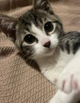 DORY -  Domestic Short Hair Cat for Adoption in Broomfield, Colorado - DORY | PetCurious