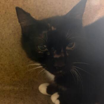 71105 -  Domestic Short Hair Cat Available for Adoption in Harrisonburg, Virginia - 71105 | PetCurious