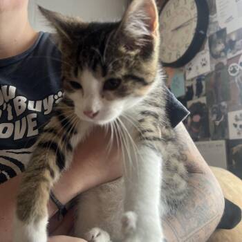 The Dark Lord Sauron -  Domestic Short Hair Cat for Adoption in Mentor, Ohio - The Dark Lord Sauron | PetCurious