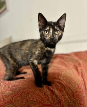 Paprika -  Tortoiseshell Cat for Adoption in Gulfport, Mississippi - Paprika | PetCurious