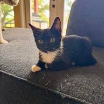Wasabi -  Domestic Short Hair Cat Available for Adoption in Buchanan Dam, Texas - Wasabi | PetCurious