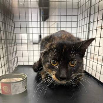 Reesna -  Domestic Short Hair Cat for Adoption in Des Moines, Iowa - Reesna | PetCurious