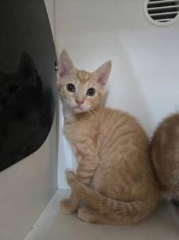 Potato Chip -  Domestic Short Hair Cat for Adoption in Savannah, Georgia - Potato Chip | PetCurious
