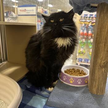 Domestic Long Hair Cats Available for Adoption in Missoula, Montana - Arnold | PetCurious