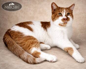 Jacky -  Domestic Short Hair Cat Available for Adoption in Grayling, Michigan - Jacky | PetCurious