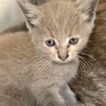 Thalassa (camo collar) -  Domestic Short Hair Cat for Adoption in Raleigh, North Carolina - Thalassa (camo Collar) | PetCurious