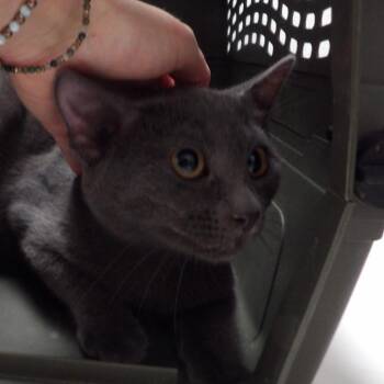 Stanley -  Domestic Short Hair Cat for Adoption in New York, New York - Stanley | PetCurious