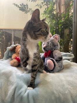 Rescue Domestic Short Hair Cats for Adoption in Fort Worth, Texas - Aimee | PetCurious