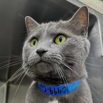 Cutie Pie -  Domestic Short Hair and Mixed Breed Cat for Adoption in Chicago, Illinois - Cutie Pie | PetCurious